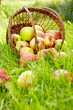 Healthy Organic Apples in the Basket.