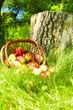 Healthy Organic Apples in the Basket.