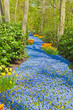 Bedding of blue bells in forest in spring.