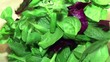Preparando una ensalada de lechuga