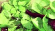 Haciendo una ensalada de lechuga