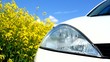 A concept of bio fuel; rapeseed and a car.
