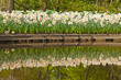 Daffodils at the edge of pond in park with reflections in water.