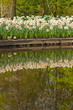 Daffodils at the edge of pond in park with reflections in water.