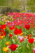 Colorful spring tulip garden with tourists in the background. Ke