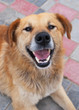 domestic dog