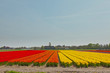 Field of colorful tulip flowers. Lisse. The Netherlands.