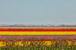 Field of colorful tulip flowers. Lisse. The Netherlands.