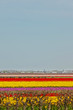 Field of colorful tulip flowers. Lisse. The Netherlands.