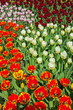 Tulips with different colors in spring garden. Keukenhof. Lisse.