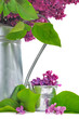 pétales de lilas