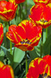 Close-up of red tulip in garden in spring. Keukenhof. Lisse.