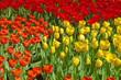 Yellow and red tulips in spring garden. Keukenhof. Lisse.