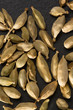 cardamom pods on black background