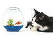 curious cat with a fish