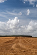 cloudy field and wood