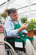 Man in wheelchair touching and admiring potted plant