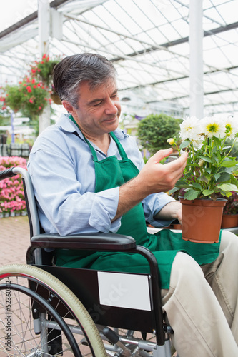 Photo: Man in wheelchair touching and admiring potted plant Man in wheelchair touching and admiring potted plant
