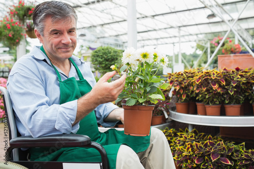 Photo: Man in a wheelchair holding a flower pot in a greenhouse Man in a wheelchair holding a flower pot in a greenhouse