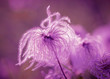 Fluffy - softness flower in spring