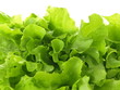 Green lettuce
