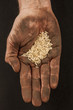 Rice in dirty hand 2