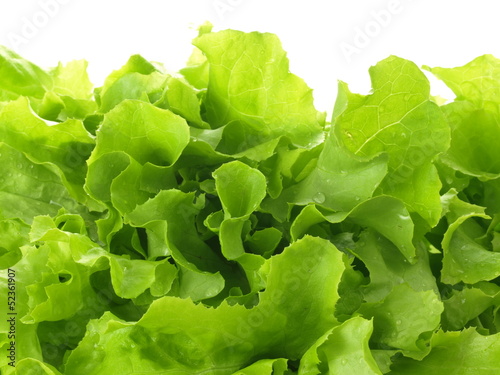 Photo: Green lettuce Green lettuce