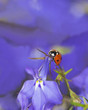 Ladybug on garden lobelia, beautiful summer photo