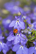 Ladybug on garden lobelia, beautiful summer photo