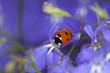 Ladybug on garden lobelia, beautiful summer photo
