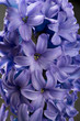 hyacinth blue purple flower closeup macro on black