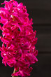 hyacinth pink flower closeup macro on black
