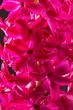 hyacinth pink flower closeup macro on black