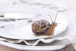 Lunch of Snails
