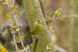 Photo: Grünfink (Carduelis chloris) Grünfink (Carduelis chloris)