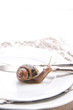 Foto: Lunch of Snails Lunch of Snails