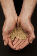 Hands with rice 1