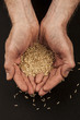 hands with rice 3