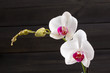 Closeup white orchid Phalaenopsis cultivars hybrid flower
