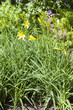 Gelbe Taglilie (Hemerocallis middendorfii)