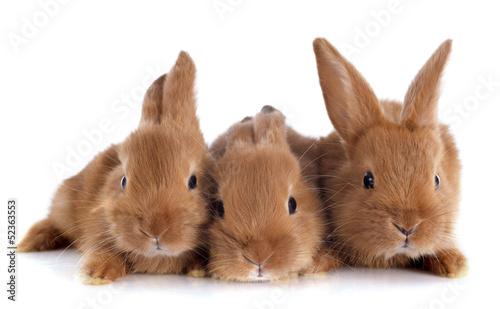 Photo: young rabbits young rabbits