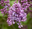 gros plan sur une fleur de lilas