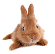 Photo: young rabbit young rabbit