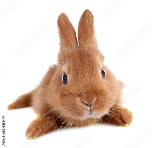 Photo: young rabbit young rabbit