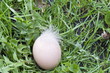 Egg in the grass