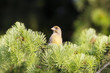 Grünfink (Carduelis chloris)