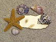 Muscheln auf Sand mit leerem Schild-Shells, sand, blank sign