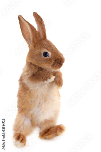 Photo: young rabbit young rabbit