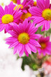 Photo: pink flowers pink flowers