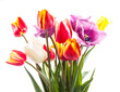 Tulips